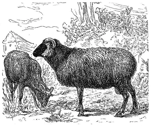 Heidschnucke. The Heidschnucke is a group of three types of moorland sheep
