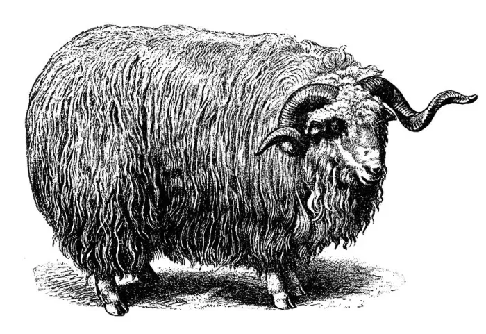 Framed Print : Heidschnucke sheep Framed Print : Heidschnucke sheep