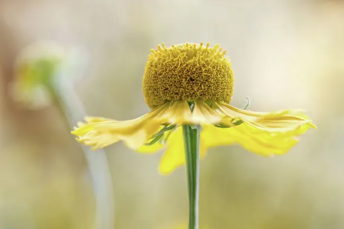Framed Print : Helenium flower Framed Print : Helenium flower