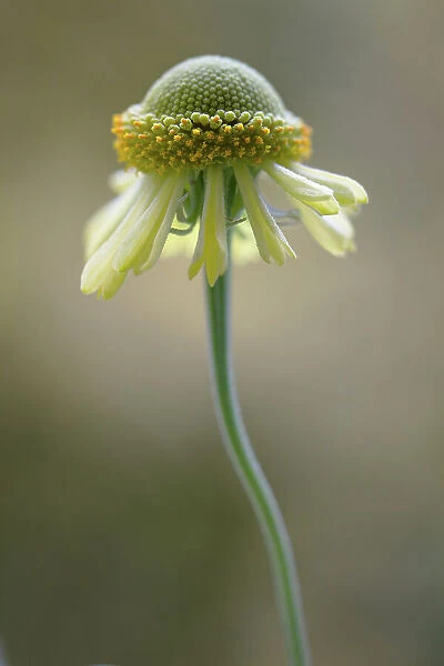 Helenium flower