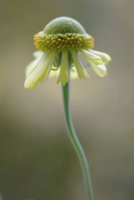Framed Print : Helenium flower Framed Print : Helenium flower