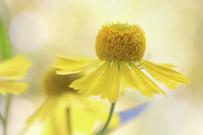 Framed Print : Helenium flower Framed Print : Helenium flower