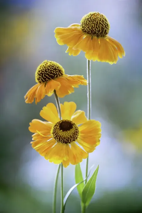 Framed Print : Helenium flowers Framed Print : Helenium flowers