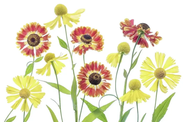 Framed Print : Heleniums. Helenium flowers on a white background Framed Print : Heleniums. Helenium flowers on a white background