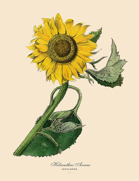 Helianthus annus, Sunflower Plants, Victorian Botanical Illustration