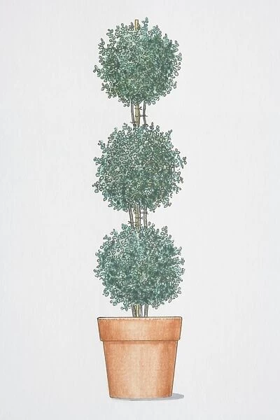 Helichrysum Poodle, trained to grow in three balls atop another