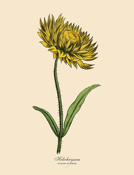 Helichrysum or Straw Plant, Victorian Botanical Illustration