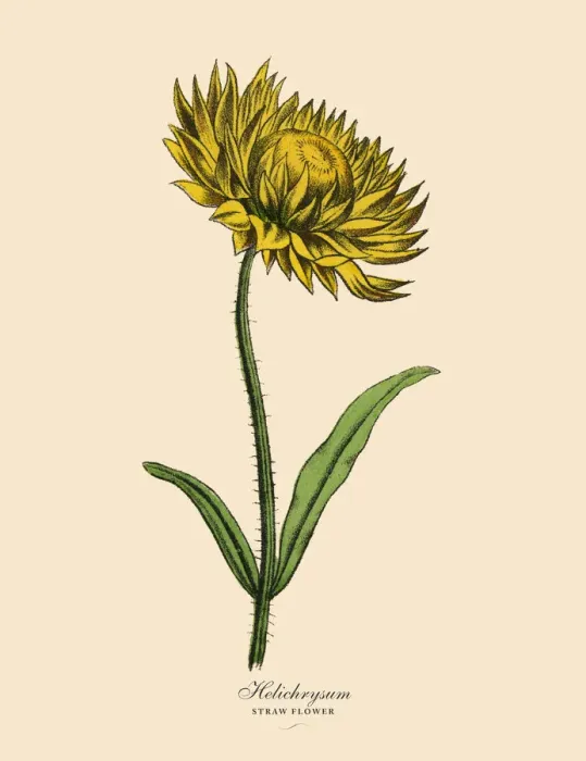 Framed Print : Helichrysum or Straw Plant, Victorian Botanical Illustration Framed Print : Helichrysum or Straw Plant, Victorian Botanical Illustration