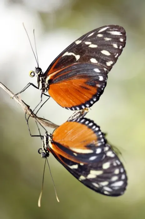 Framed Print : Heliconius hecale