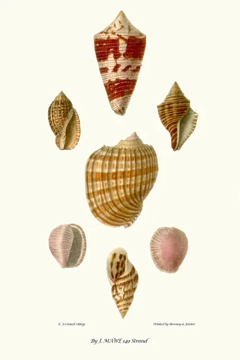 Framed Print : helix shells