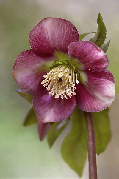 Hellebore flower, also known as Christmas rose