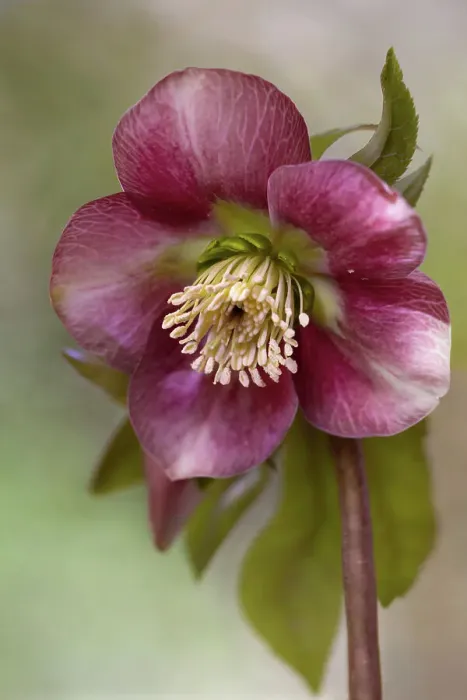 Framed Print : Hellebore flower, also known as Christmas rose Framed Print : Hellebore flower, also known as Christmas rose
