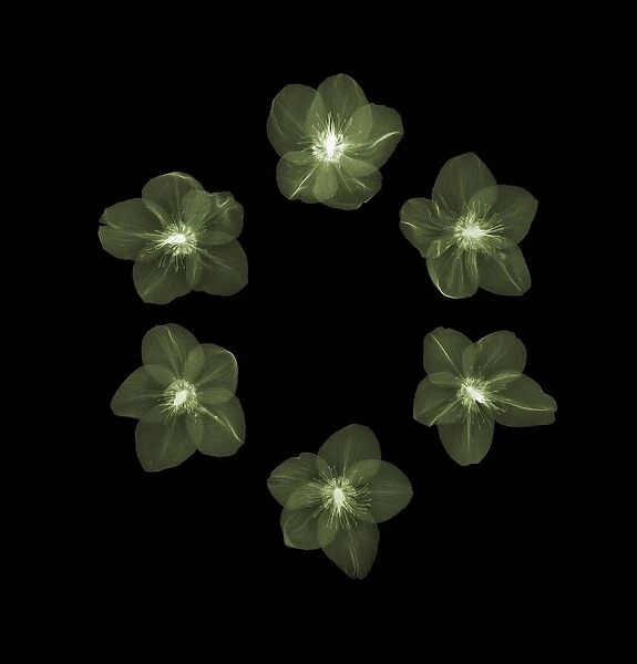 Hellebore flowers (Helleborus argutifolius), X-ray