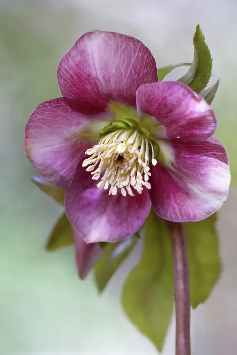 Framed Print : Helleborus Framed Print : Helleborus