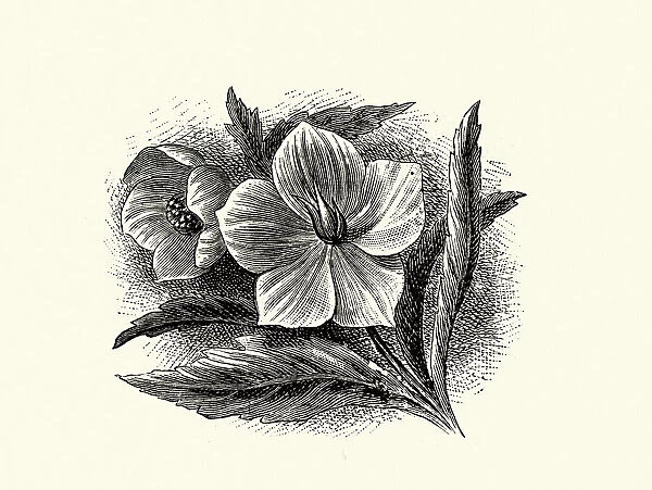 Helleborus viridis, green hellebore, poisonous plant, Botanical art print