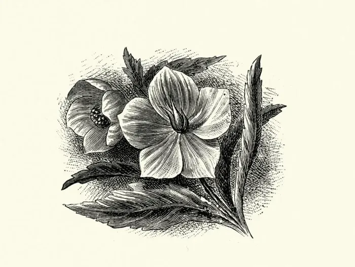 Framed Print : Helleborus viridis, green hellebore, poisonous plant, Botanical art print Framed Print : Helleborus viridis, green hellebore, poisonous plant, Botanical art print