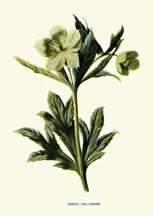 Framed Print : Helleborus viridis, green hellebore, poisonous plant, Botanical art print Framed Print : Helleborus viridis, green hellebore, poisonous plant, Botanical art print