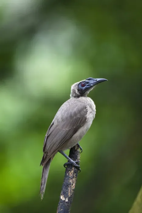 Framed Print : Helmeted Friarbird -Philemon buceroides-, Queensland, Australia Framed Print : Helmeted Friarbird -Philemon buceroides-, Queensland, Australia