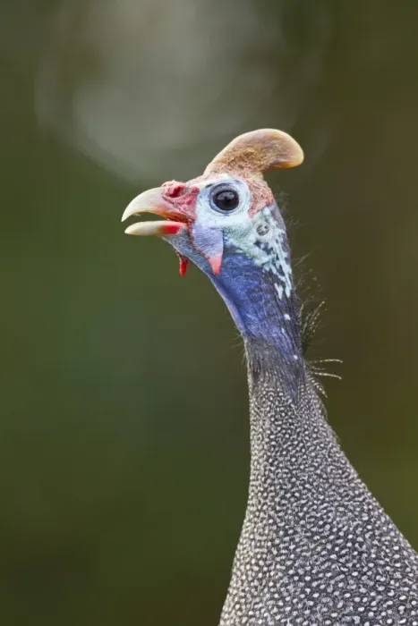 Framed Print : Helmeted guinea-fowl -Numida meleagris-, Wilderness National Park, South Africa Framed Print : Helmeted guinea-fowl -Numida meleagris-, Wilderness National Park, South Africa