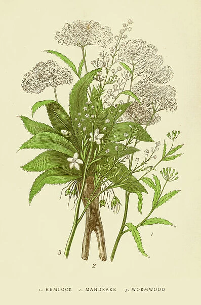 Hemloc Mandrake Worwood illustration 1851
