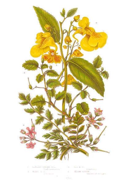 Hemlock and Balsam Victorian Botanical Illustration