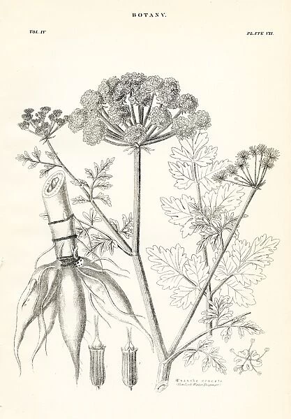 Hemlock engraving 1877