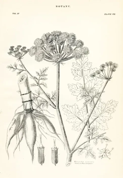 Framed Print : Hemlock engraving 1877