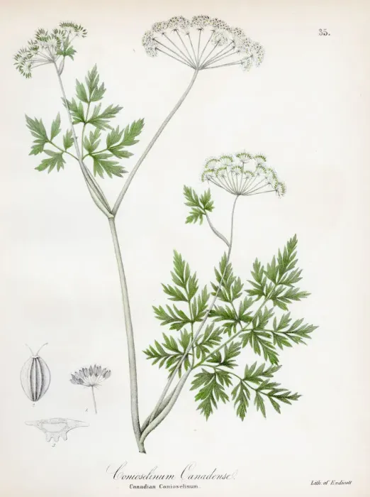 Framed Print : Hemlock parsley botanical engraving 1843 Framed Print : Hemlock parsley botanical engraving 1843