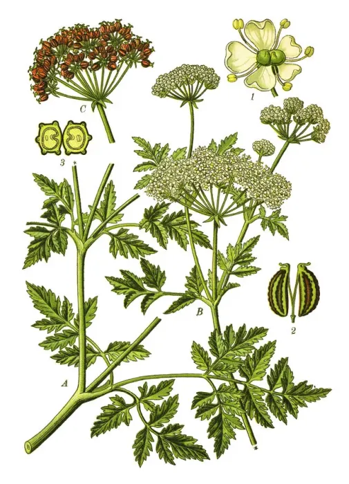 Framed Print : hemlock or poison hemlock Framed Print : hemlock or poison hemlock