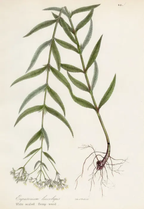 Framed Print : Hemp weed botanical engraving 1843 Framed Print : Hemp weed botanical engraving 1843