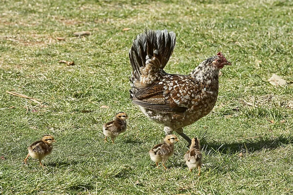 Hen with chicks, Kauai, Hawaii, United States