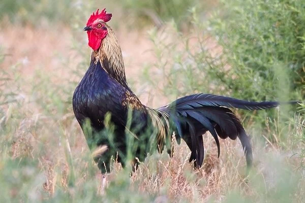 Hen with comb