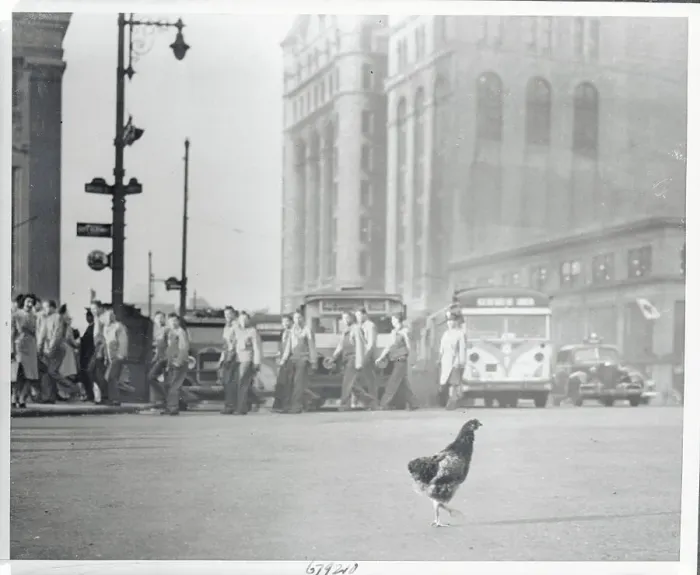 Framed Print : Hen Crossing City Street Framed Print : Hen Crossing City Street