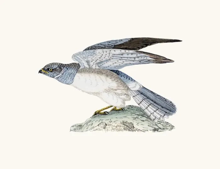 Framed Print : Hen Harrier bird of prey Framed Print : Hen Harrier bird of prey