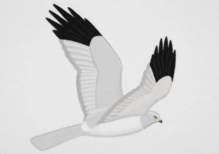 Framed Print : Hen Harrier (Circus cyaneus), adult male Framed Print : Hen Harrier (Circus cyaneus), adult male