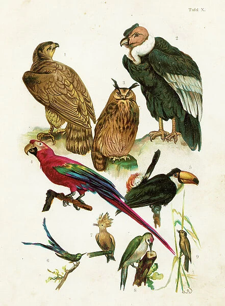 Hen harrier, Condor, Owl, Macaws, Toucan, Hummingbird, Hoopoe chromolithograph illustration 1891