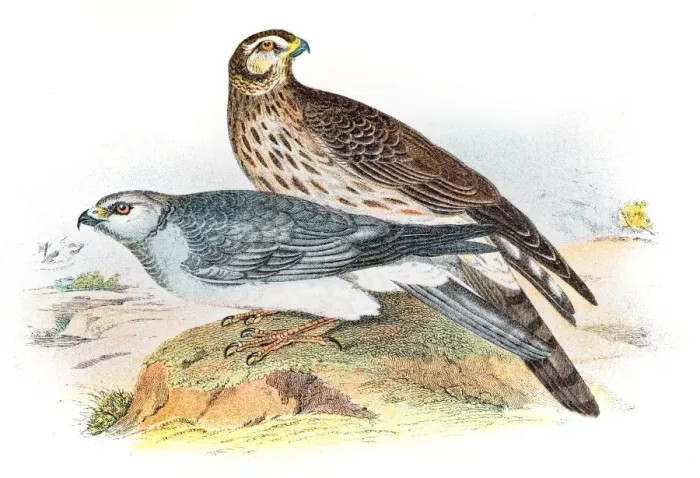 Framed Print : Hen harrier engraving 1896