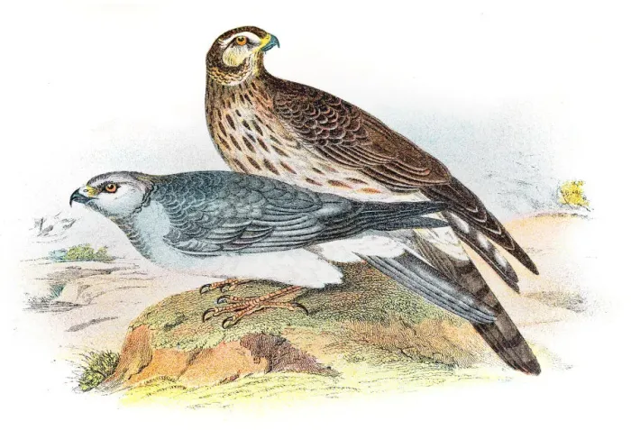 Framed Print : Hen harrier engraving 1896 Framed Print : Hen harrier engraving 1896