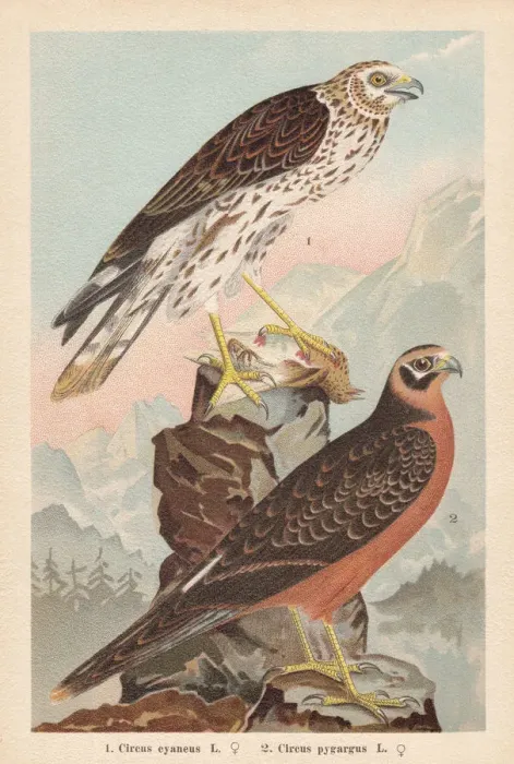 Framed Print : Hen harrier and Montagus harrier, chromolithograph, published in 1896 Framed Print : Hen harrier and Montagus harrier, chromolithograph, published in 1896