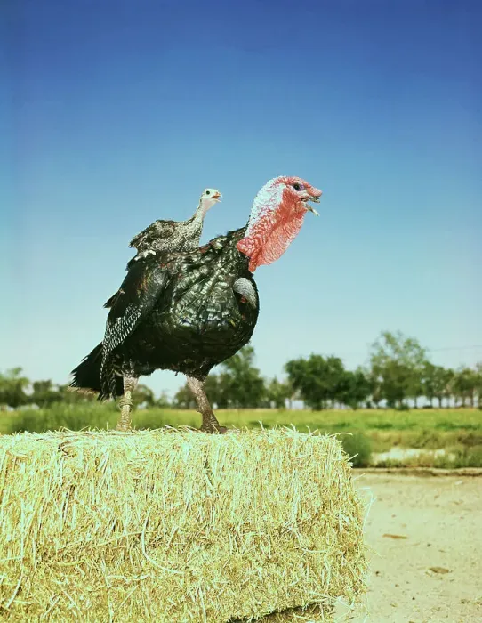 Framed Print : Hen Turkey Balancing Chick upon Back Framed Print : Hen Turkey Balancing Chick upon Back