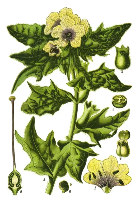 Framed Print : henbane, black henbane, stinking nightshade Framed Print : henbane, black henbane, stinking nightshade