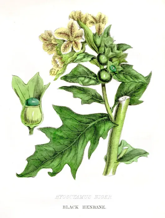 Framed Print : Henbane botanical engraving 1857 Framed Print : Henbane botanical engraving 1857