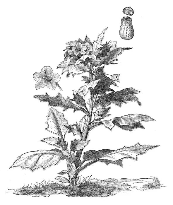 Framed Print : Henbane (Hyoscyamus niger) Framed Print : Henbane (Hyoscyamus niger)