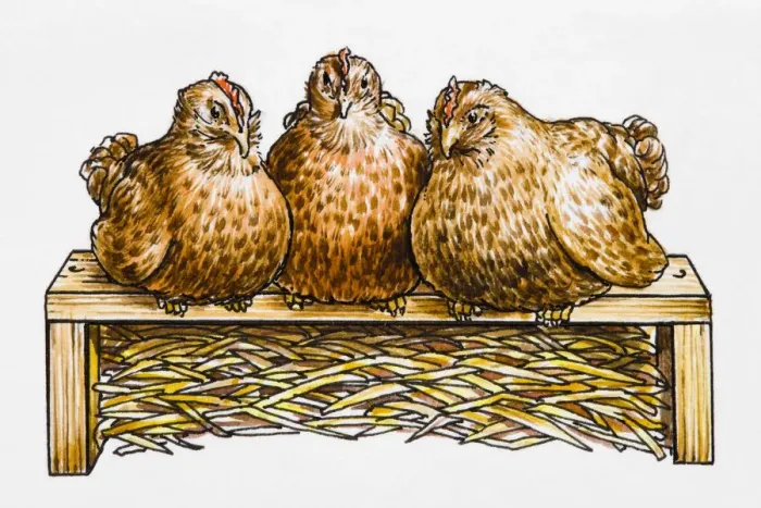 Framed Print : Three hens side by side on a hen perch, straw underneath Framed Print : Three hens side by side on a hen perch, straw underneath