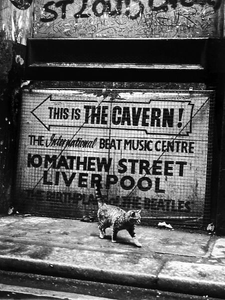 Hep Cat. A cat walks past a sign pointing the way to the Cavern