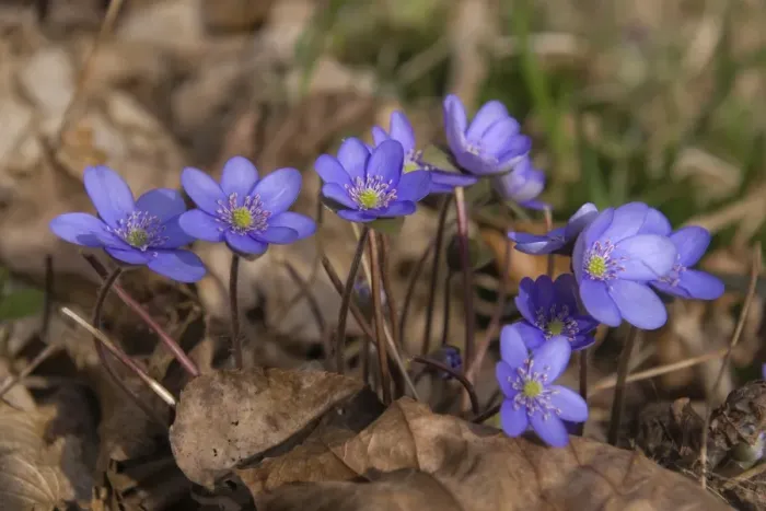 Framed Print : Hepatica, kidneywort, kidneywort -Hepatica nobilis-, Saalehang near Burgk, eastern Thuringia, Germany, Europe Framed Print : Hepatica, kidneywort, kidneywort -Hepatica nobilis-, Saalehang near Burgk, eastern Thuringia, Germany, Europe