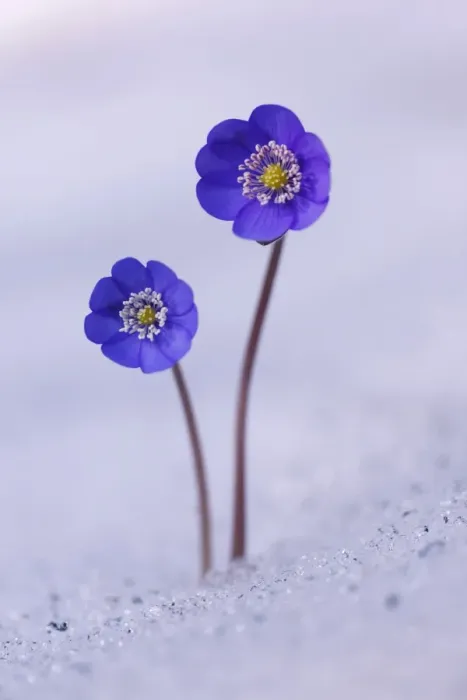 Framed Print : Hepatica, Liverleaf or Liverwort -Hepatica nobilis- growing in the snow, Tyrol, Austria Framed Print : Hepatica, Liverleaf or Liverwort -Hepatica nobilis- growing in the snow, Tyrol, Austria