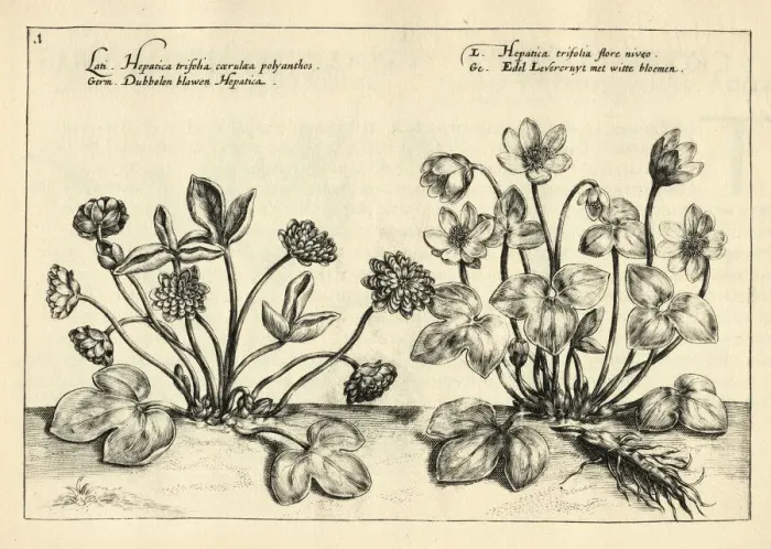 Framed Print : Hepatica, liverleaf, or liverwort from Hortus Floridus by Crispin de Passe Framed Print : Hepatica, liverleaf, or liverwort from Hortus Floridus by Crispin de Passe
