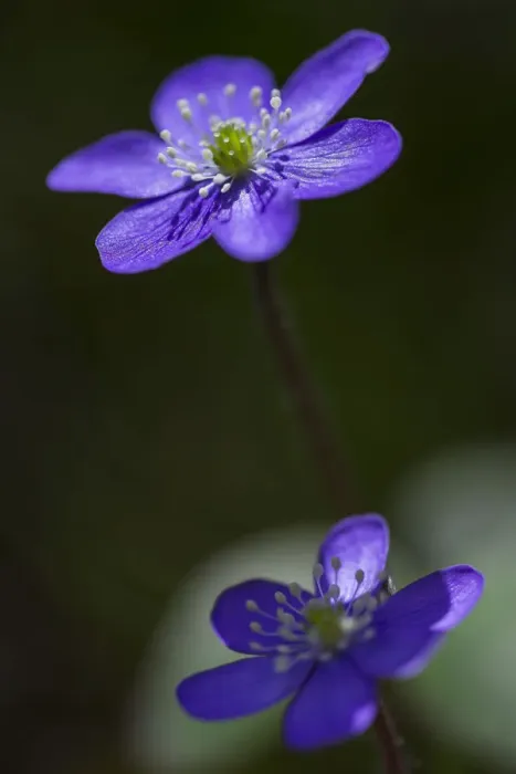 Framed Print : Hepatica or Liverwort -Hepatica nobilis-, Aragon, Spain Framed Print : Hepatica or Liverwort -Hepatica nobilis-, Aragon, Spain