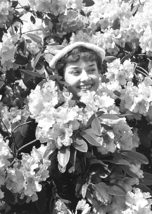 Framed Print : Hepburn In Flowers Framed Print : Hepburn In Flowers